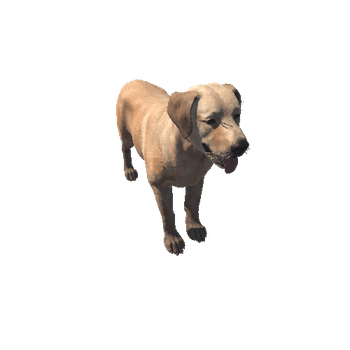 Labrador_HighPoly_c1