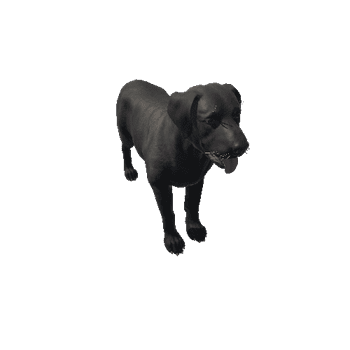 Labrador_HighPoly_c2