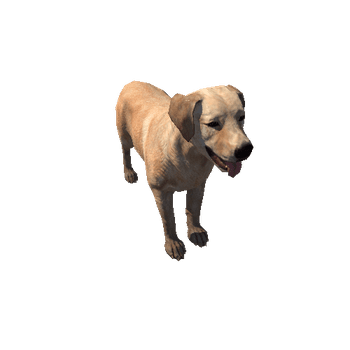 Labrador_LowPoly_c1