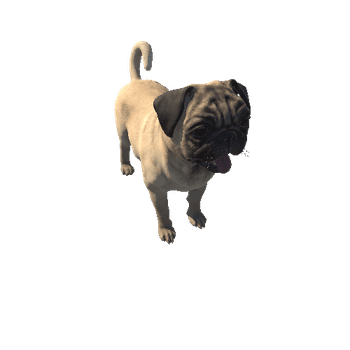 Pug_HighPoly