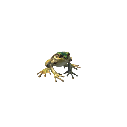 FROG1_1