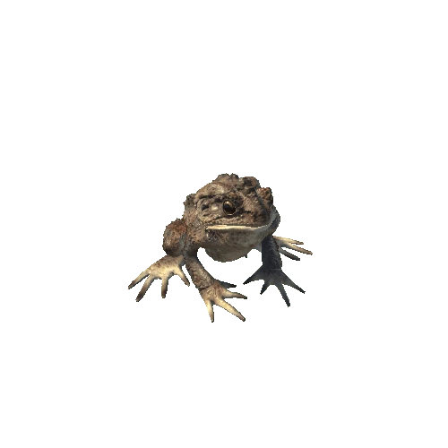 FROG2_1