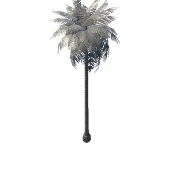 SM_Veg_PalmTree_01