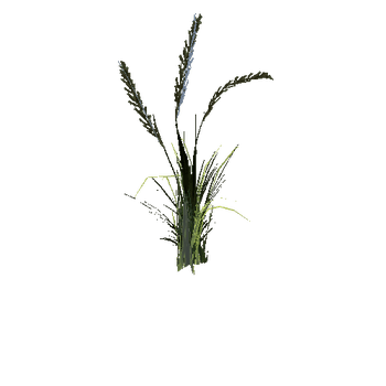 SM_Veg_Plant_GrassTall_01