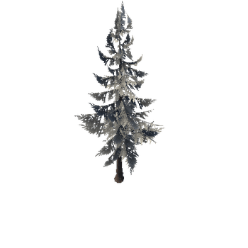 SM_Veg_Tree_Fir_01