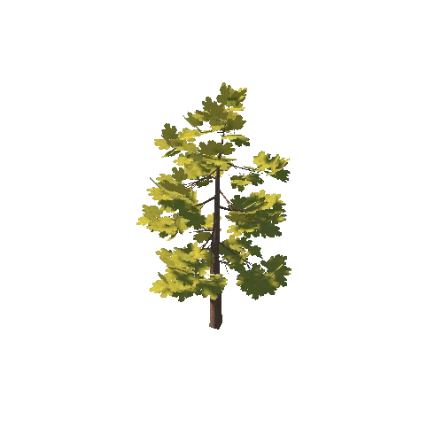 douglas_fir_02K_poly_-1789117255