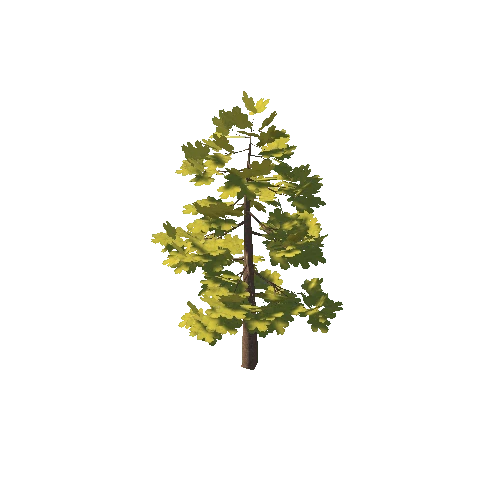 douglas_fir_02K_poly_-1831648859