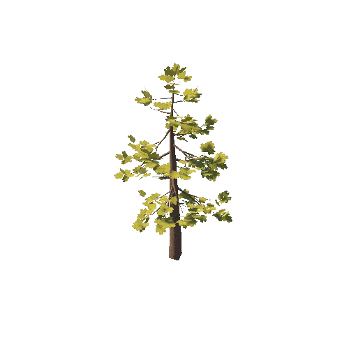 douglas_fir_02K_poly_-1831648937