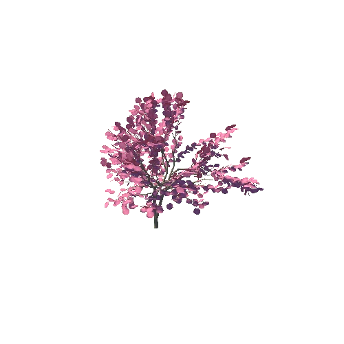 japanese_maple_05K_poly_1436068020