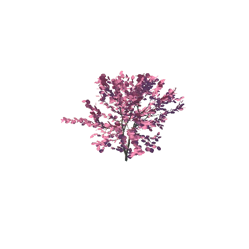 japanese_maple_05K_poly_334974490