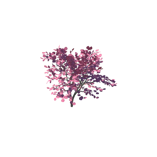 japanese_maple_05K_poly_341308207