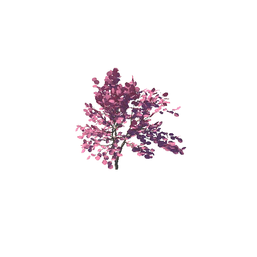 japanese_maple_05K_poly_341382294