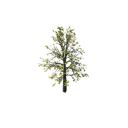 small_maple_10K_poly_1241640823