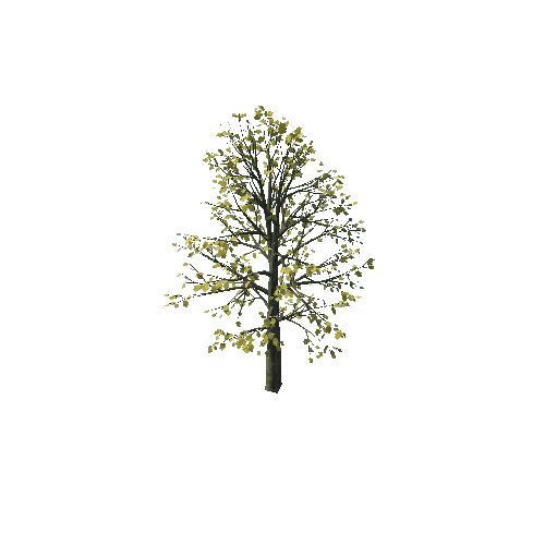 small_maple_10K_poly_1241655619