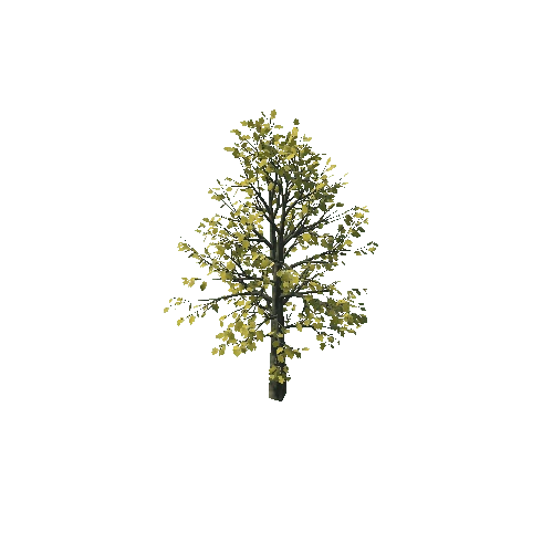 small_maple_10K_poly_1244896803