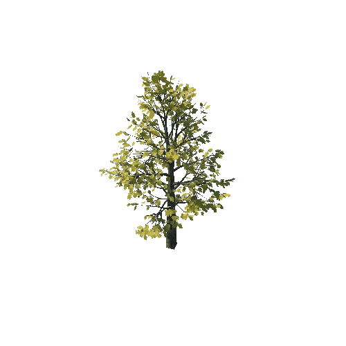small_maple_10K_poly_1244920547