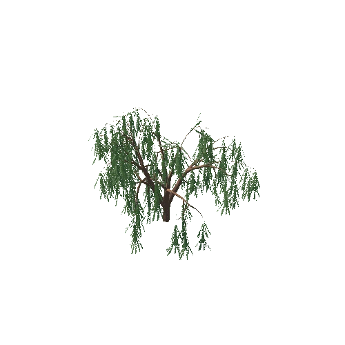 weeping_willow_10K_poly_-1847205735