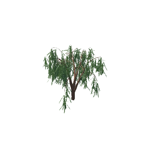 weeping_willow_10K_poly_-1852255936