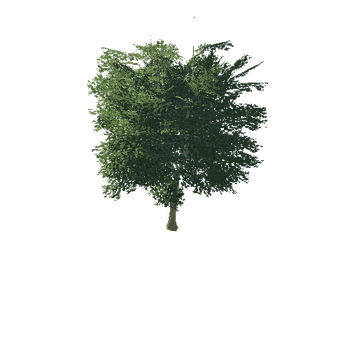 Apple_tree