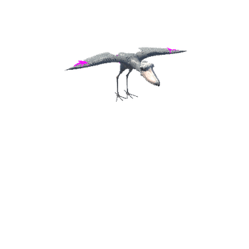 Shoebill