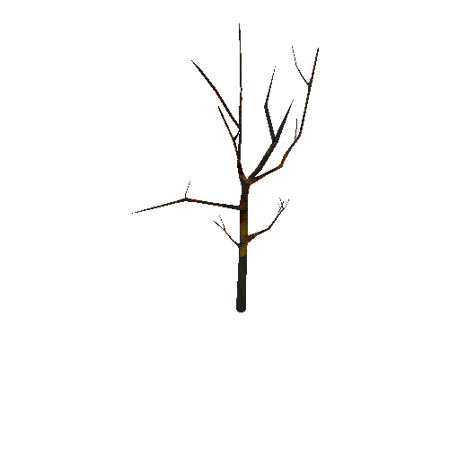 Tree_Acer_platanoides