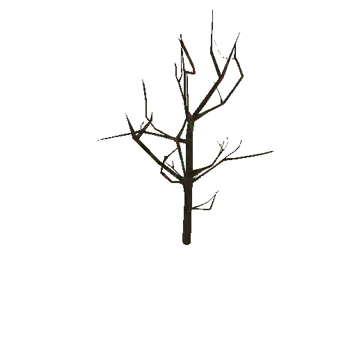 Tree_Cercidiphyllum_japonicum
