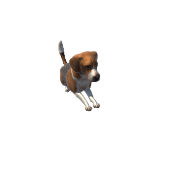 beagle@jump