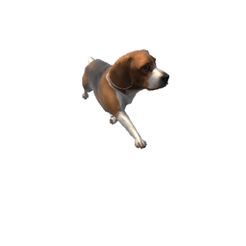 beagle@swimleft Beagle