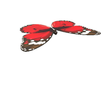 Butterfly_05