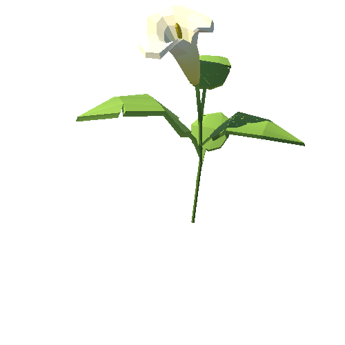 PP_Arum_Lily_White_04