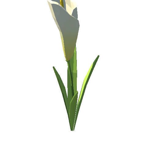 PP_Arum_Lily_White_08