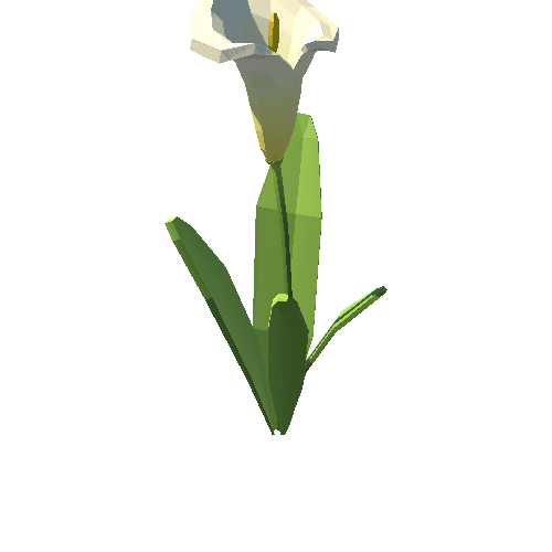 PP_Arum_Lily_White_11