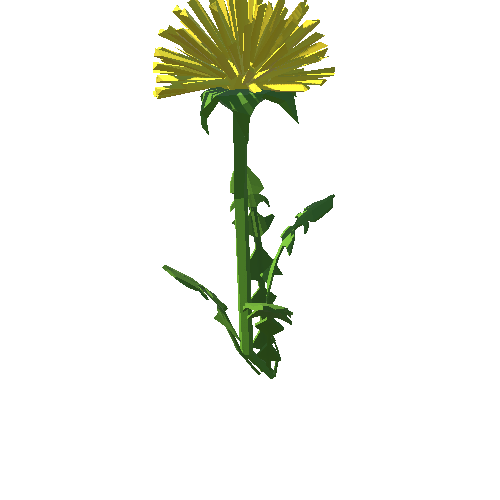 PP_Dandelion_01