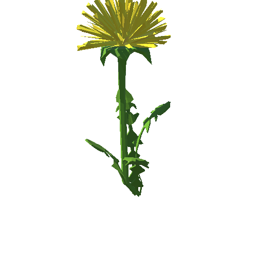 PP_Dandelion_06