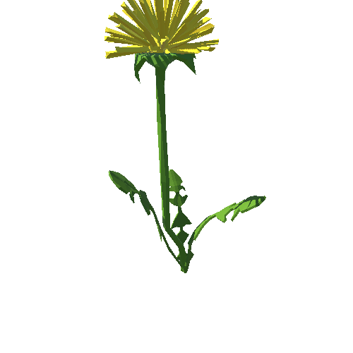 PP_Dandelion_10