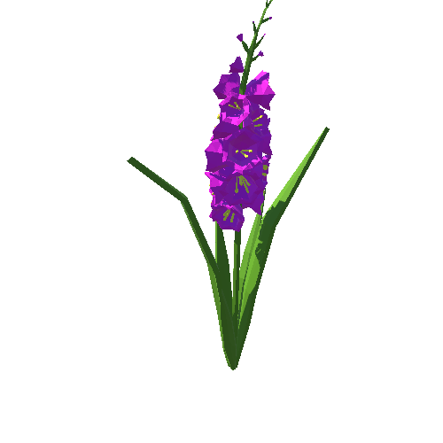 PP_Gladiolus_Pink_02