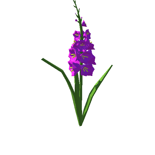 PP_Gladiolus_Pink_03