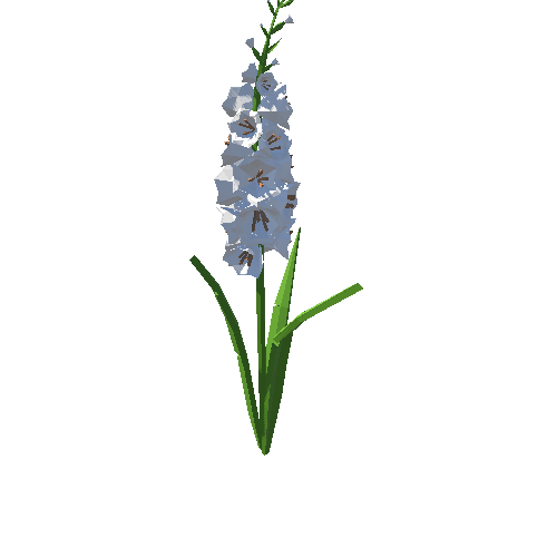 PP_Gladiolus_White_01