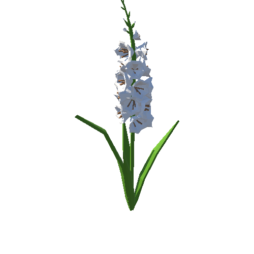 PP_Gladiolus_White_02