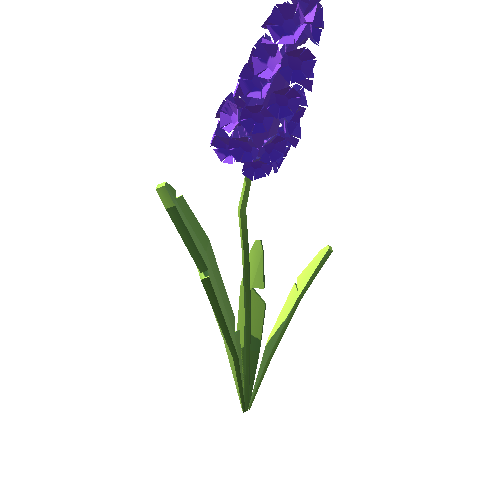 PP_Hyacinth_05