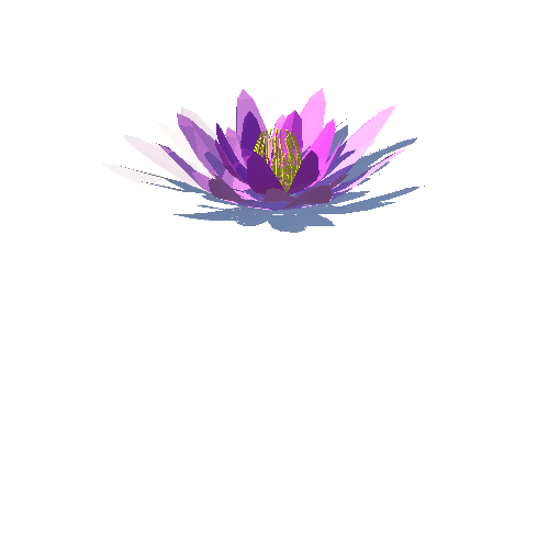 PP_Water_Lily_02