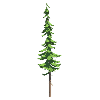 TreeSpruceTall04