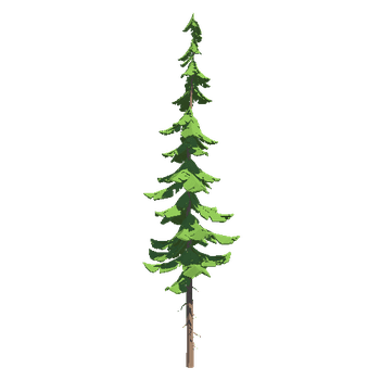 TreeSpruceTall08
