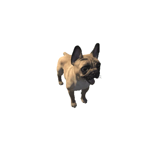 French_Bulldog_RM