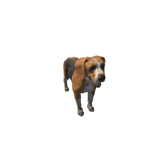 Beagle_HighPoly