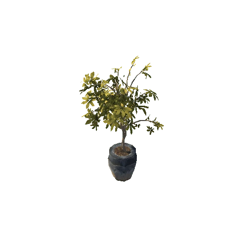 SM_Ficus2_Leaf