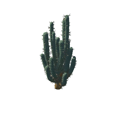 Cacti2_1