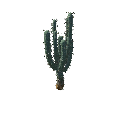 Cacti2_4