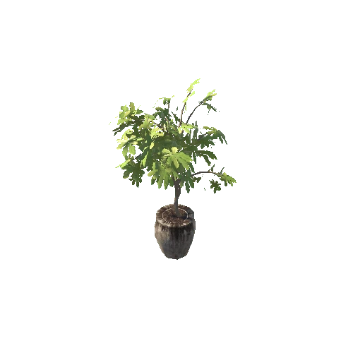 SM_Ficus2_Leaf