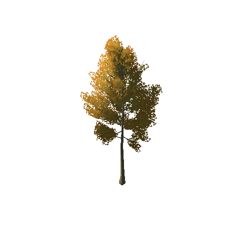 Thin_Tree_1A2